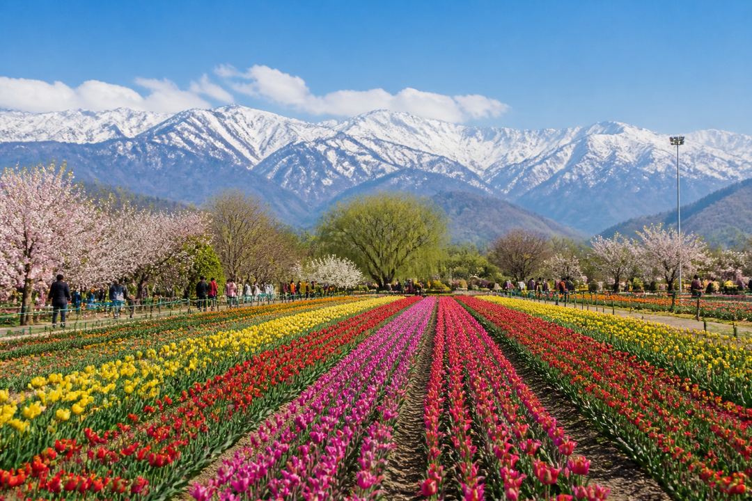 Srinagar tulip garden in full bloom with colourful rows of flowers and snow-capped mountains in the background.